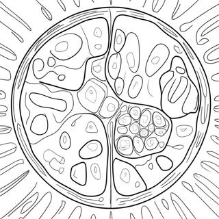 Plant Cell Structure Coloring Page 10751-8910