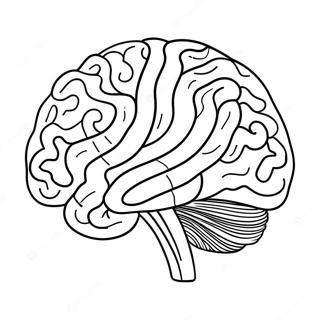 Brain Sheet Coloring Page 11661-9632