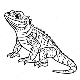 Bearded Dragon Coloring Page 16551-13527