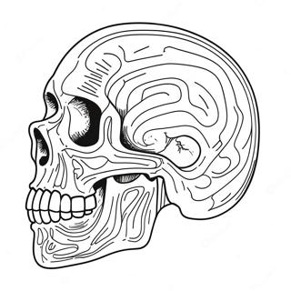 Anatomy And Physiology Overview Coloring Page 17091-13946