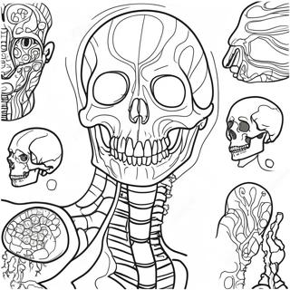 Anatomy And Physiology Overview Coloring Page 17091-13947