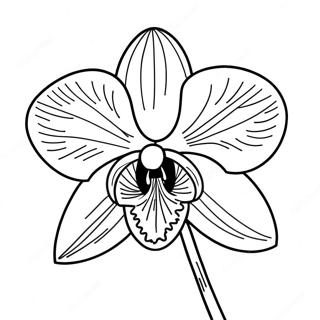 Orchid Coloring Pages