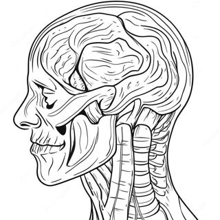 Human Muscles Anatomy Coloring Page 31182-25127