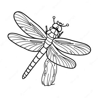 Dragonfly Coloring Page 3171-2632