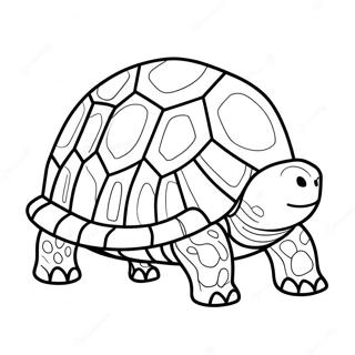 Tortoise Coloring Pages