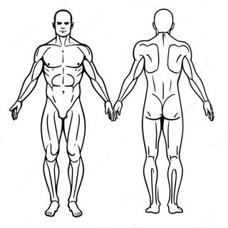 Body Outline Coloring Page 33482-26954