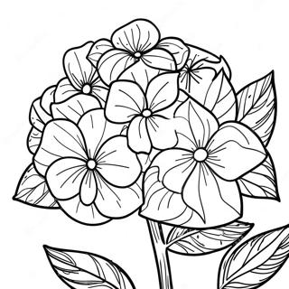 Hydrangea Flower Coloring Page 35782-28779