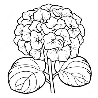 Hydrangea Flower Coloring Page 35782-28780