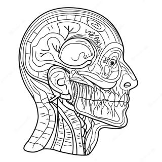 Anatomy And Physiology Workpages Coloring Pages