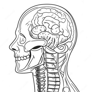 Anatomy And Physiology Human Body Coloring Page 37092-29830