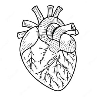 Heart Anatomy Coloring Pages