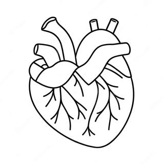 Heart Anatomy Coloring Pages