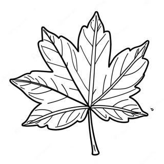 Maple Leaf Coloring Pages