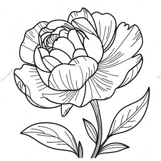 Peony Flower Coloring Page 39472-31702