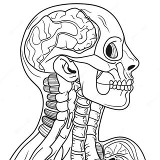 Human Anatomy Coloring Pages