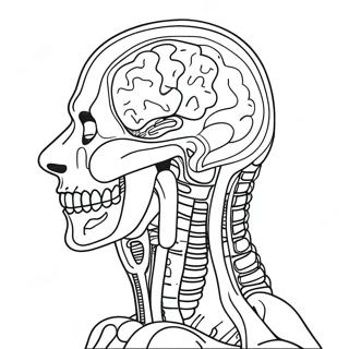 Human Anatomy Coloring Page 40962-32872