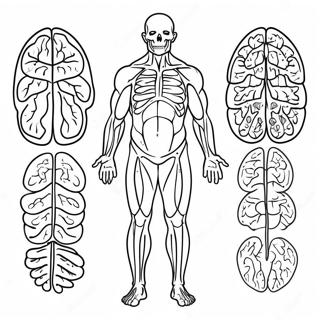 Body Systems Coloring Page 41842-33570