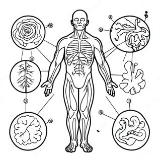 Body Systems Coloring Page 41842-33571