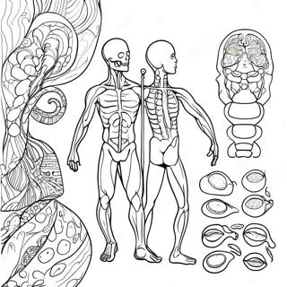 Body Systems Coloring Page 41842-33572