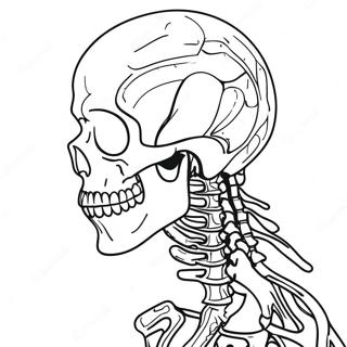 Human Skeletal System Coloring Page 41843-33576