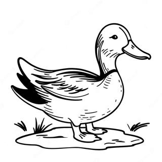 Mallard Duck Coloring Page 44632-35778