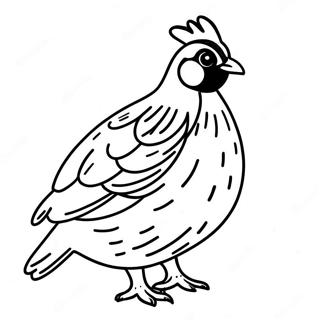 Quail Coloring Page 49622-39739