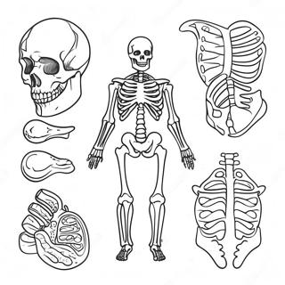 Skeletal System Coloring Pages