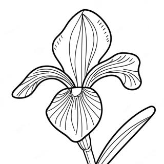 Iris Coloring Pages