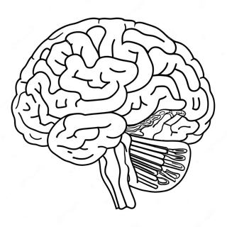 Anatomy Of The Brain Coloring Pages