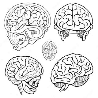 Anatomy Of The Brain Coloring Page 52942-42379