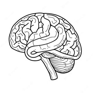 Anatomy Of The Brain Coloring Page 52942-42380