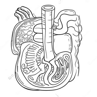 Digestive System Coloring Pages