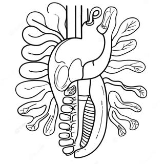 Digestive System Anatomy Coloring Page 53202-42586