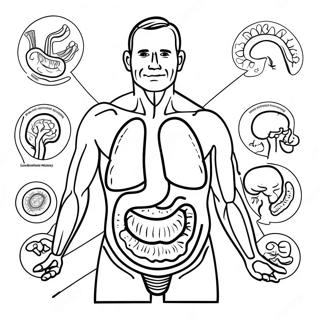 Digestive System Anatomy Coloring Page 53202-42588