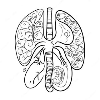 Colorful Digestive Organs Coloring Page 53203-42583