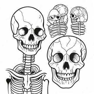 Detailed Skeleton Anatomy Coloring Page 67473-54224