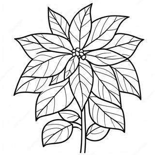 Beautiful Poinsettia Plant Coloring Page 67853-54544