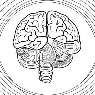 Anatomy Of Brain Coloring Pages