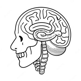 Anatomy Of Brain Coloring Page 73242-58818