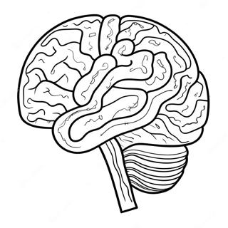 Anatomy Of Brain Coloring Page 73242-58819