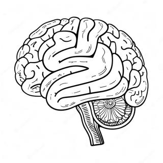 Detailed Brain Structure Coloring Page 73243-58829