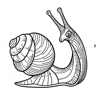 Snail Coloring Page 8511-7142