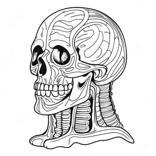 Anatomy Coloring Page 981-778