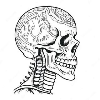 Detailed Human Skeleton Coloring Page 982-782